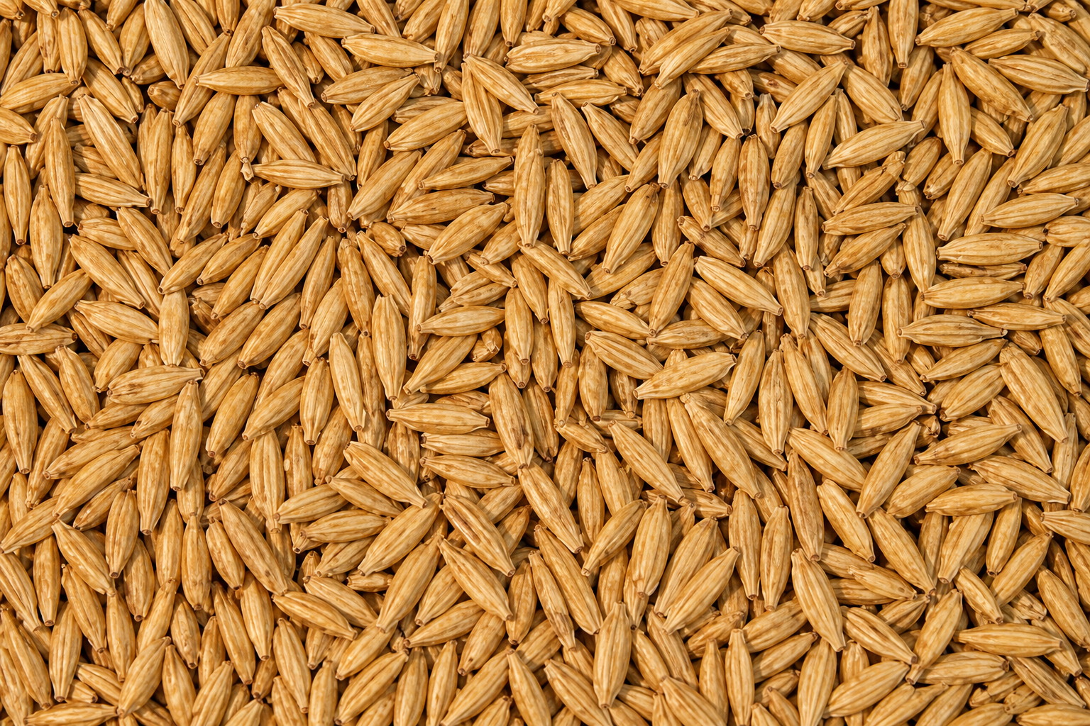 Golden Ajaa grain